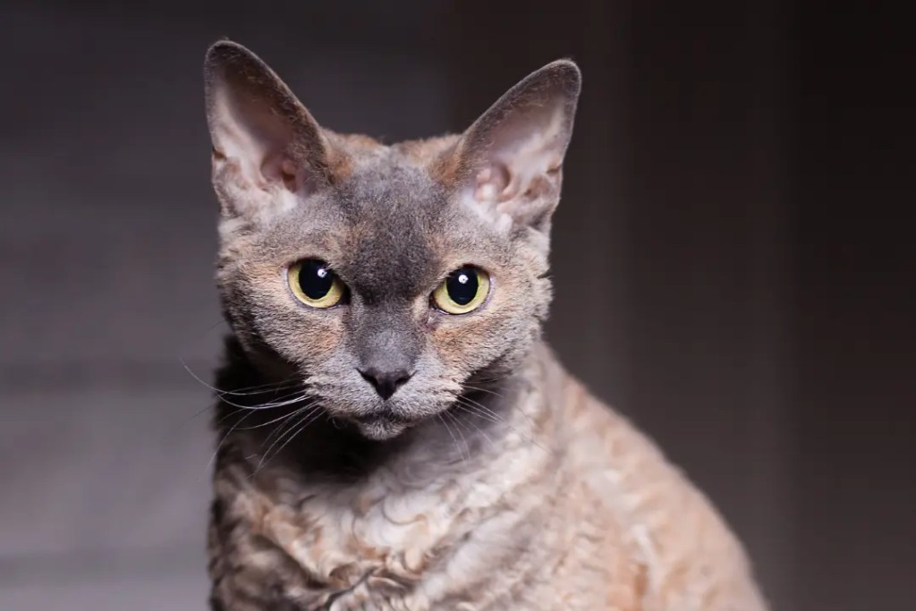 Devon Rex Kedisi