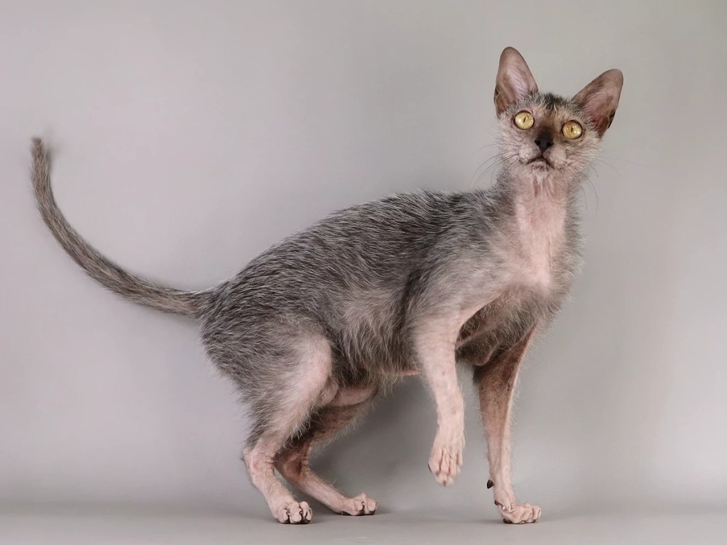 Lykoi (Kurt Adam Kedisi)
