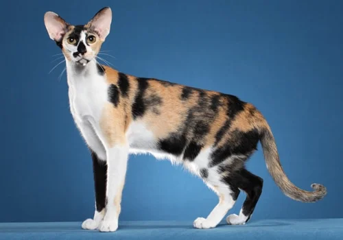 Oriental Shorthair kedisi