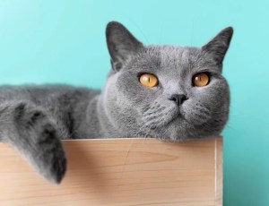 british shorthair kedi cinsi