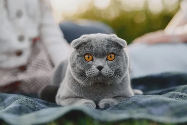 british shorthair kedi özellikleri
