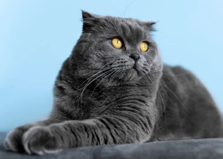british shorthair sahiplenme