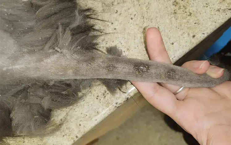 kedi damızlık kuyruğu