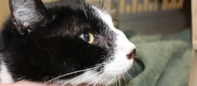 kedi mantar hastalığı Kriptokokoz