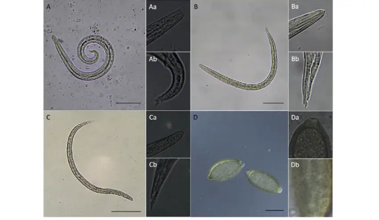 kedi parazit türleri