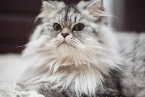 maine coon kedi cinsi