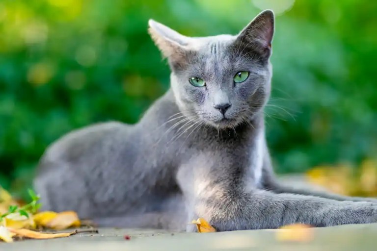 mavi rus kedisi sahiplen