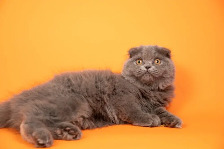 scottish fold kedi cinsi
