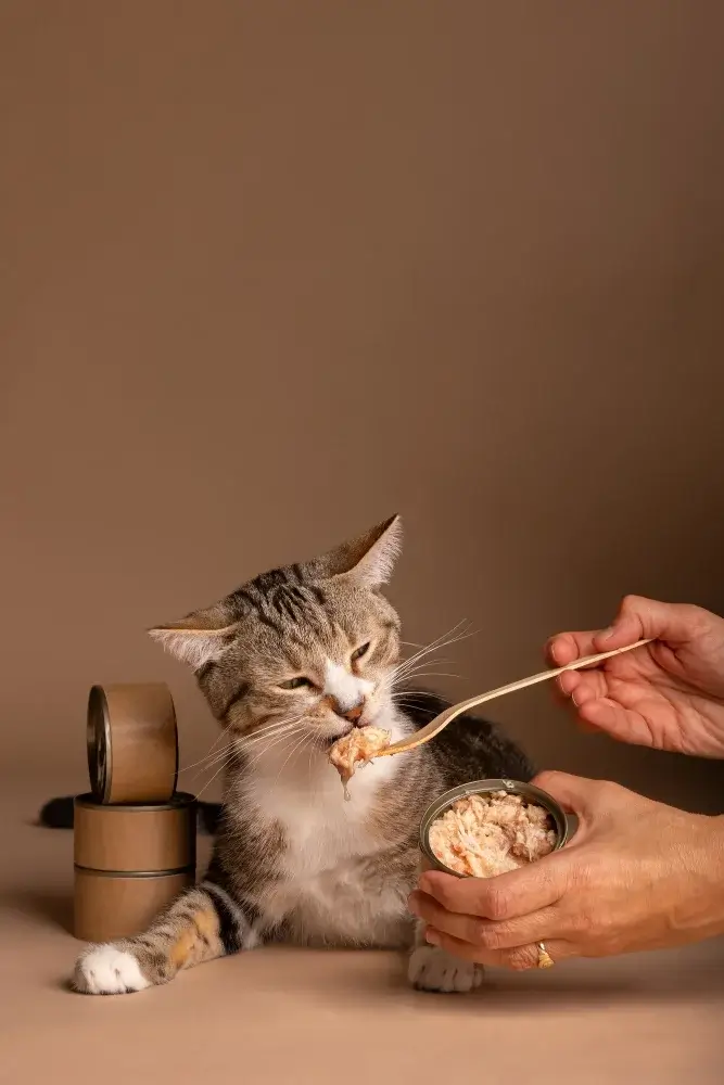 yavru kedi maması öneri