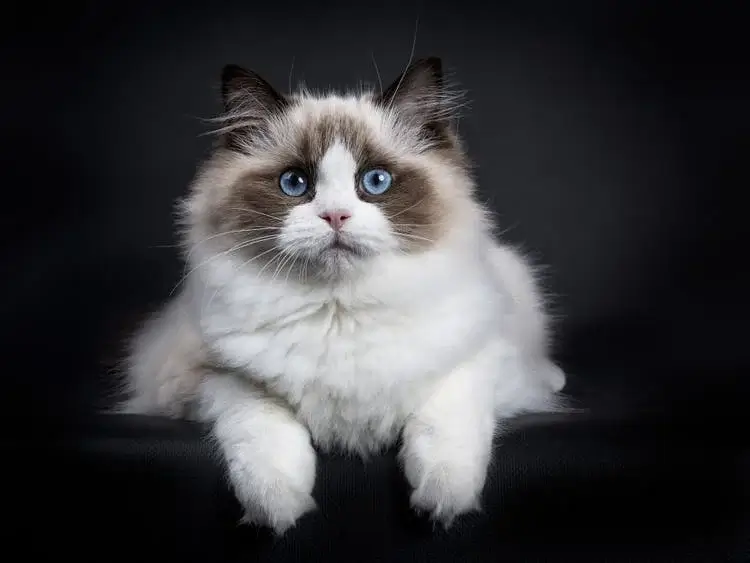 Ragdoll Kedisi cinsi