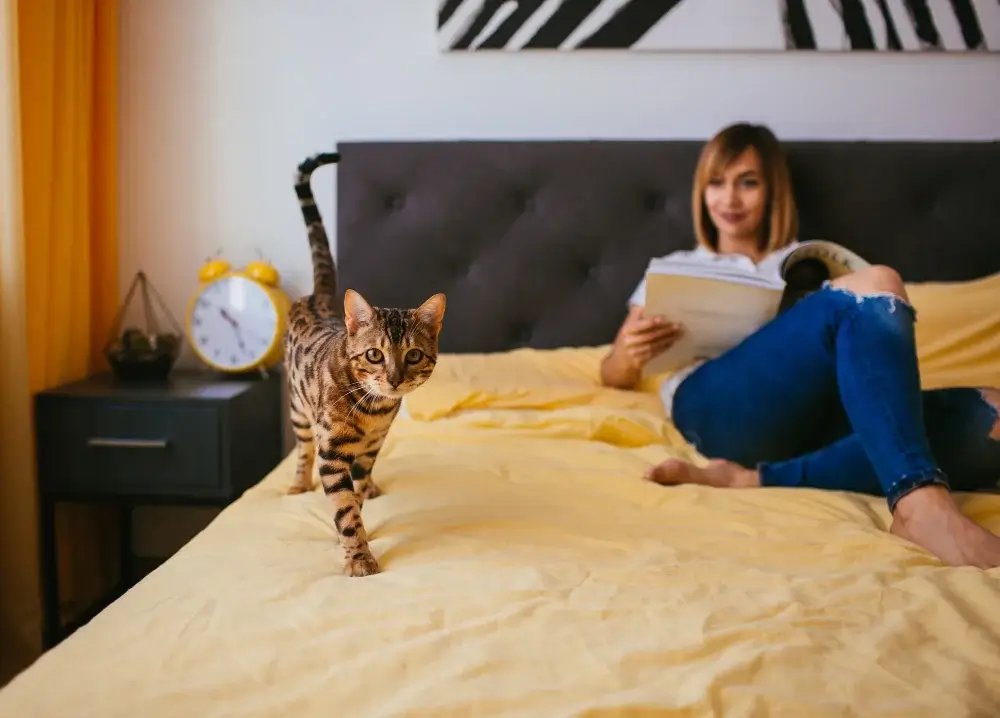 evcil hayvan oteli - kedi pansiyon fiyatları