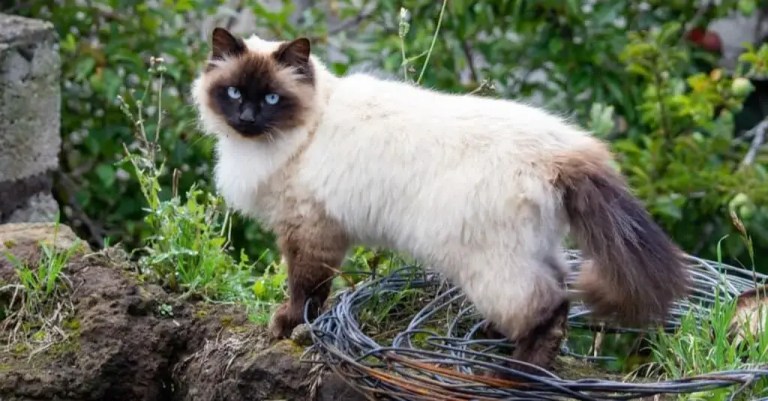 himalayan kedi özellikleri